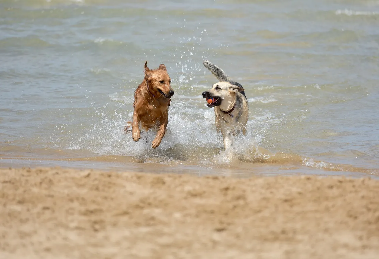 Pet friendly stays on LBI
