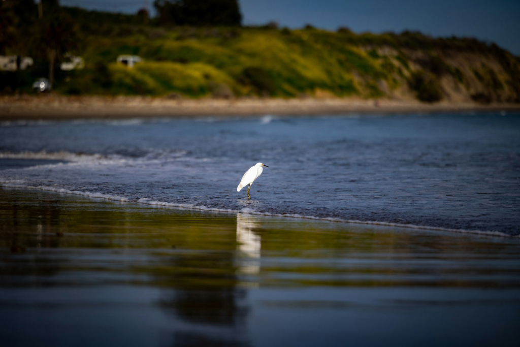 Wildlife watching are things to do in long beach island