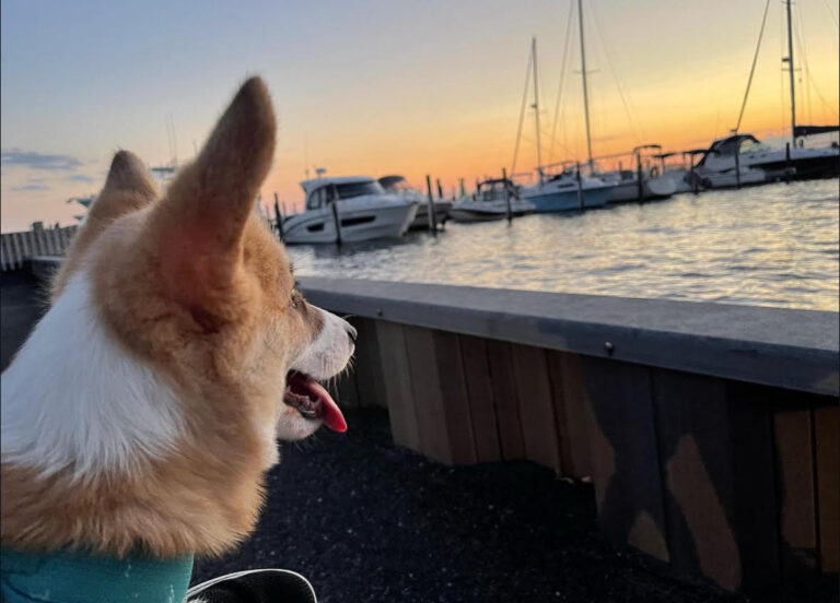 You are currently viewing Pet-Friendly Hotels on Long Beach Island