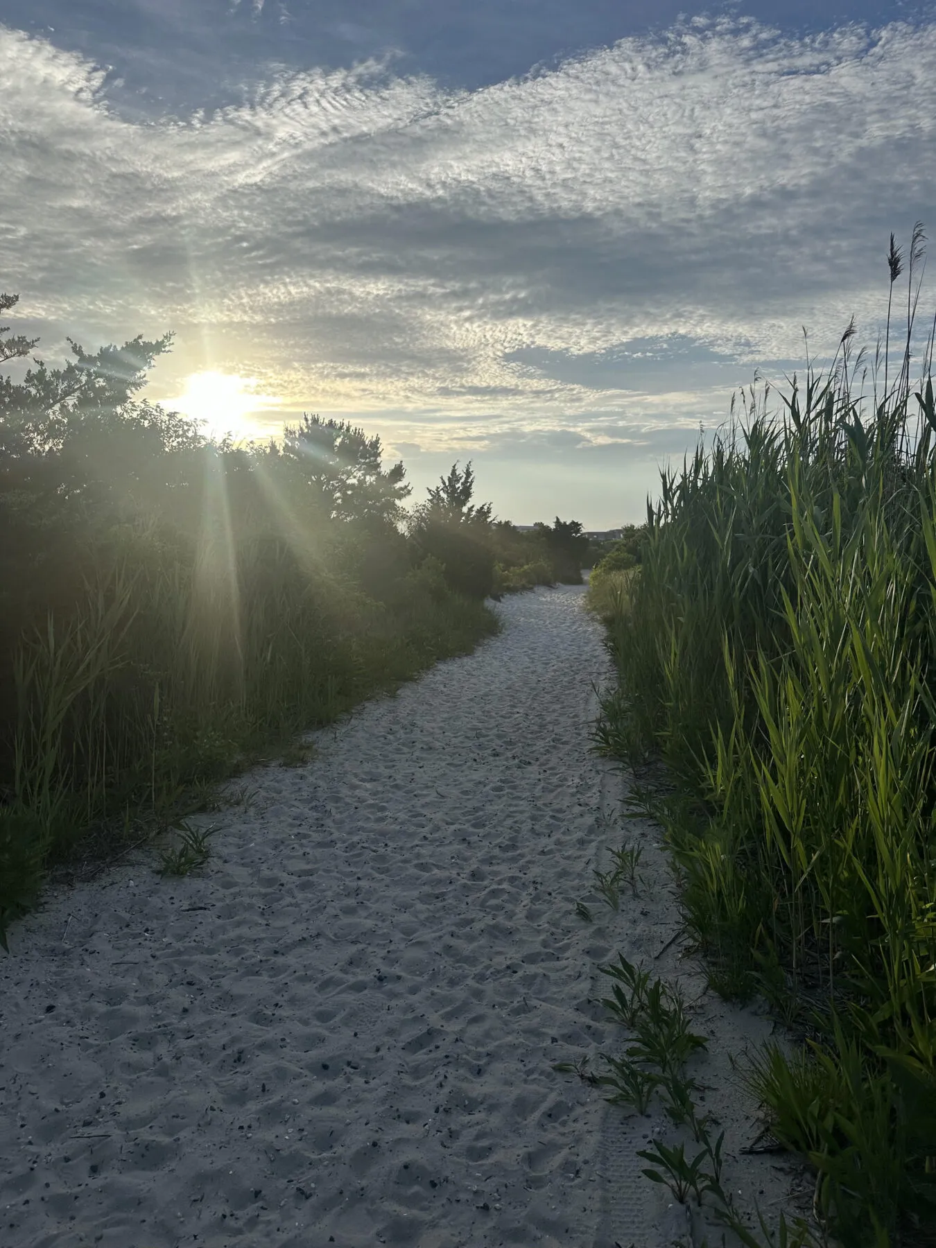 Barnegat Light Dune Trail